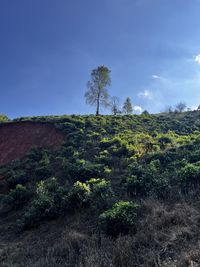 nature