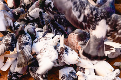 High angle view of birds