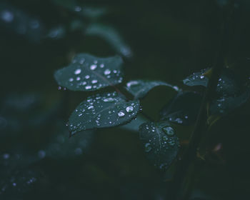 Close-up of wet plant leaves during rainy season