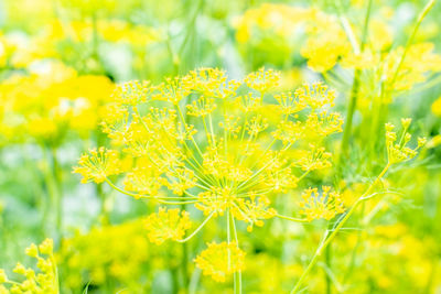 Yellow dill flowers in the garden. fennel foeniculum vulgare. 