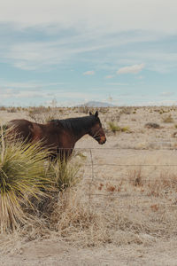 Horse in western landscape