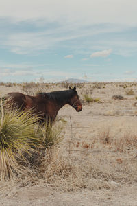 Horse in a field