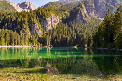 Scenic view of lake in forest