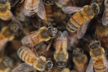Full frame close-up of bees