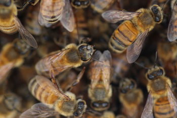 Full frame close-up of bees