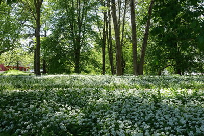 Scenic view of flowering trees in forest