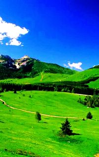 Scenic view of grassy field against sky