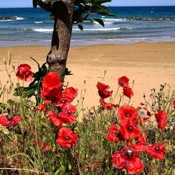 Red flowering plants by sea against sky