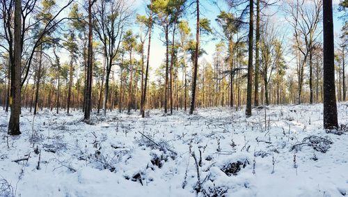 Snow covered trees in forest against sky