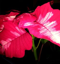 Close-up of pink rose flower against black background