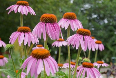 Close-up of pink flowers