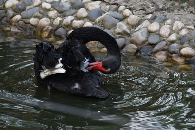 Black swan in the lake