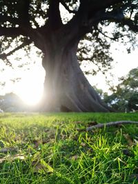 Scenic view of grassy field