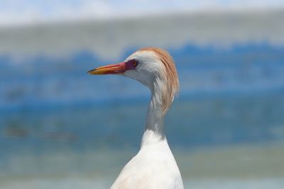 Close-up of bird