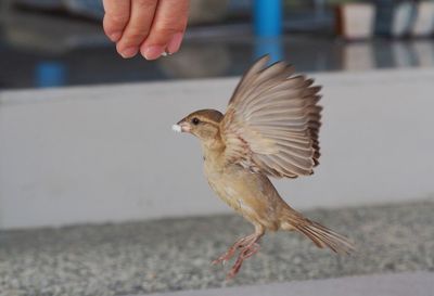 Close-up of hand feeding bird