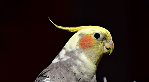 Close-up of bird