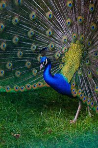 Close-up of peacock