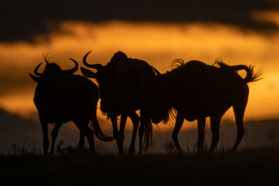 Three wildebeest stand in silhouette at sunset