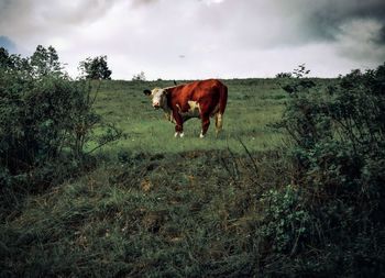 Horse standing on field