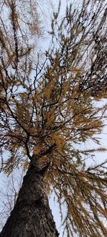 Low angle view of tree in winter