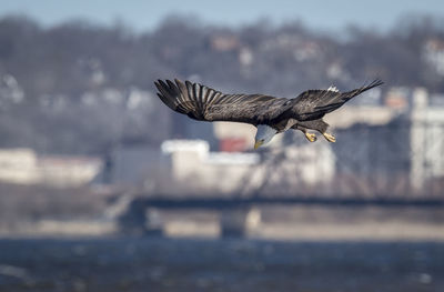 Close-up of seagull flying