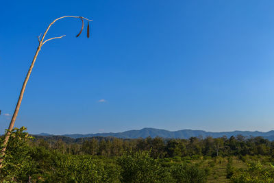 Low angle view of plants against clear blue sky