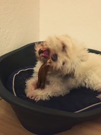 Portrait of dog yawning
