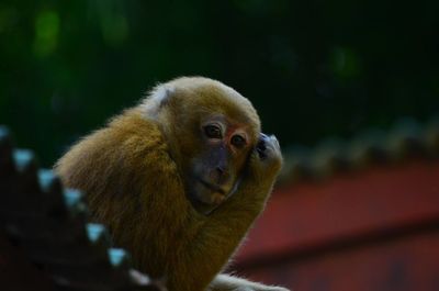 Close-up of monkey looking away