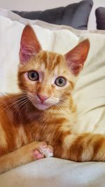 Portrait of kitten on bed at home