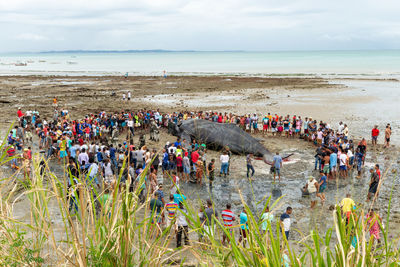 People are seen watching a dead humpback whale calf on coutos beach in the city of salvador, bahia