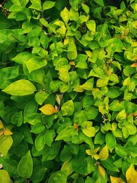 Full frame shot of green leaves