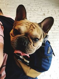 Close-up portrait of dog wearing sunglasses