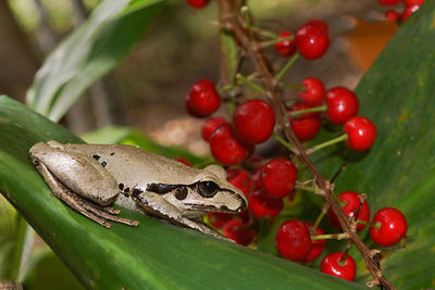 Stoney creek frog litoria wilcoxi in native australian cordyline with red berries at eungella.