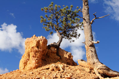 Low angle view of tree against sky