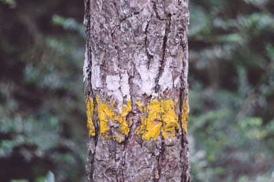 Close-up of tree stump