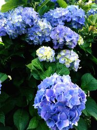 Close-up of purple hydrangea flowers