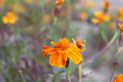 Close-up of orange flower