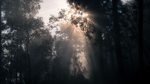 Trees in forest