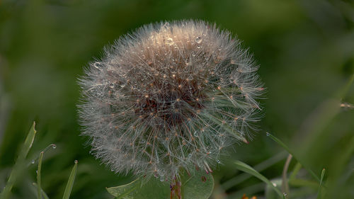 Close-up of dandelion