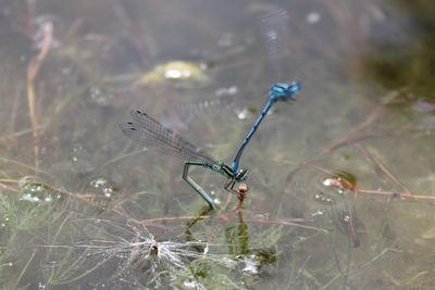 Close-up of dragonfly on plant