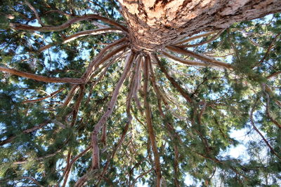 Low angle view of pine tree