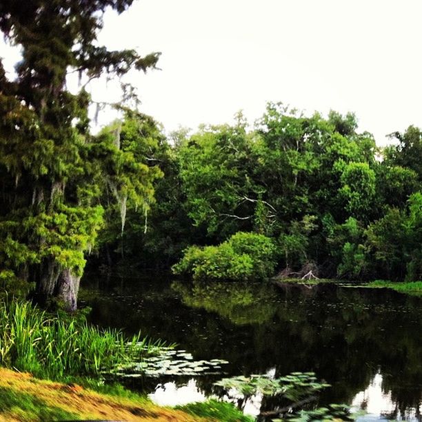 tree, water, tranquility, tranquil scene, growth, green color, reflection, clear sky, scenics, nature, beauty in nature, lake, plant, river, green, lush foliage, idyllic, forest, day, non-urban scene