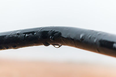Close-up of hand feeding against clear sky