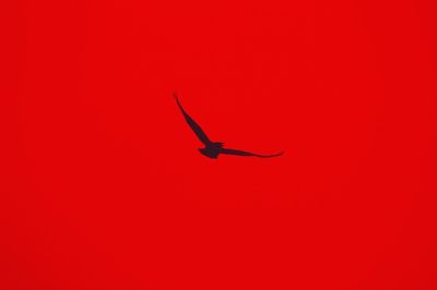 Bird flying against red wall