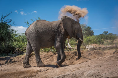 Low angle view of elephant walking on field during sunny day