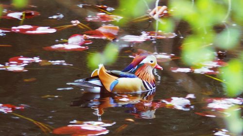 Mandarin duck swimming in pond