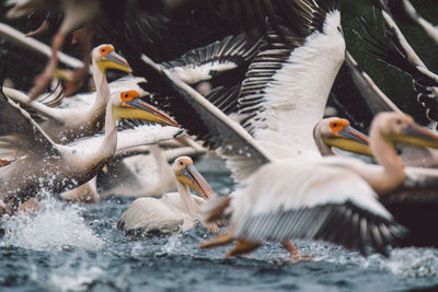 Pelicans flying over water