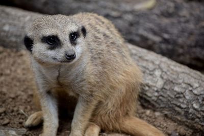 Close-up portrait of lion