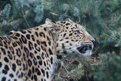 Close-up of a cat