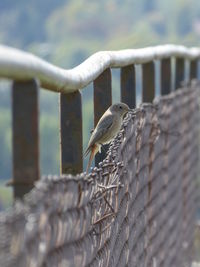 Close-up of bird perching on metal